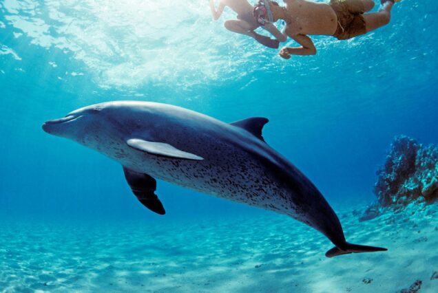 Swimming With Dolphin in Hurghada